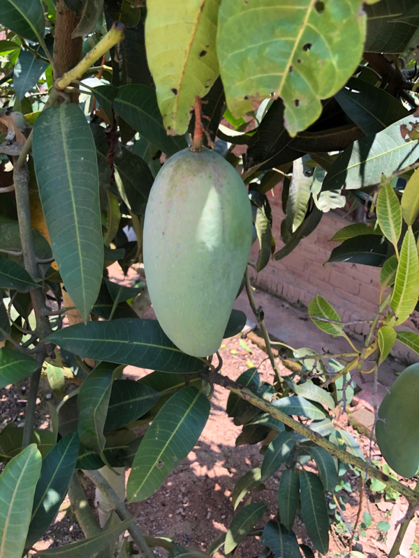 版纳大青芒，生吃芒