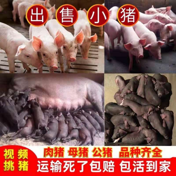 原种太湖母猪适合全国各地饲养纯种太湖母猪苗代孕发情