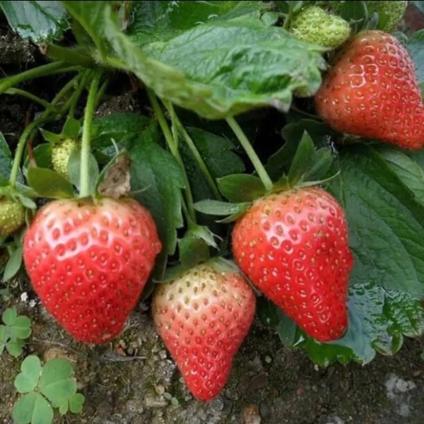 泰安各类草莓苗！需要的可以联系