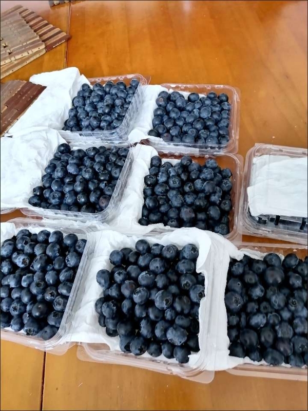 蓝莓口感脆甜 当地种植 支持全国代发