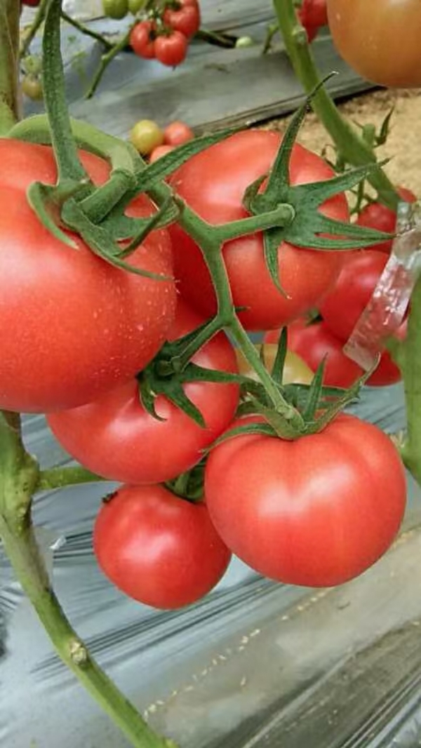 德州市禹城市西红柿种植基地
西红柿通货1.5～2元