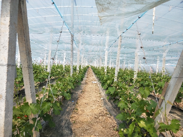 葡萄大棚技术建设 葡萄品种产地