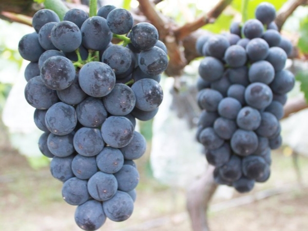 种植大户供应葡萄可代办、定制、运输、包装等服务。