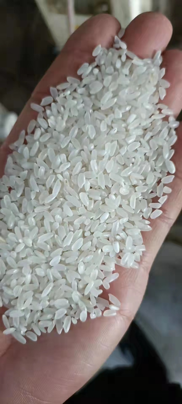 珍珠米长粒香