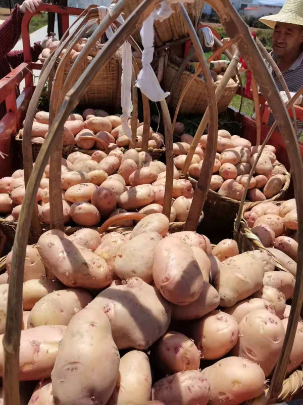 供应土豆,丽薯六号