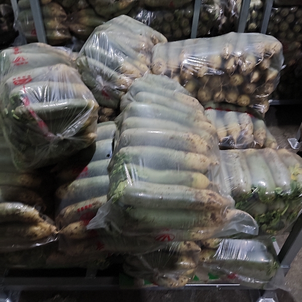 潍县萝卜水果萝卜0.15-0.5元大量发货中
