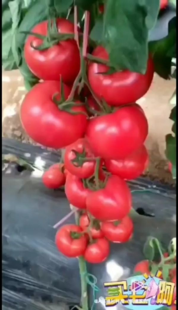 禹城硬粉西红柿大量上市，货量大保质保量