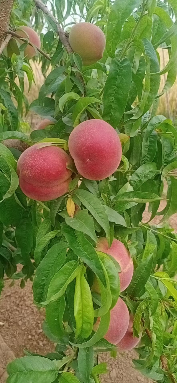 油桃，毛桃，黄桃，汁多肉甜。基地直供