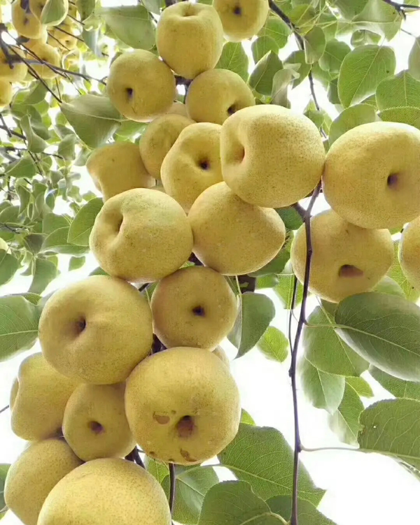 河南酥梨酥脆可口，都是自家种植的，需要的可以联系。