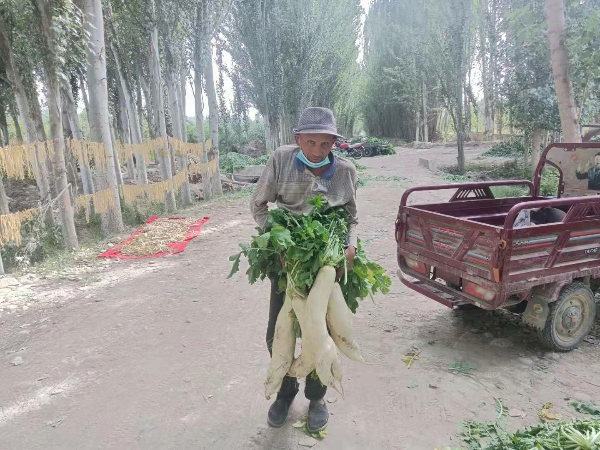 新疆莎车县恰尔巴格乡白萝卜产业基地