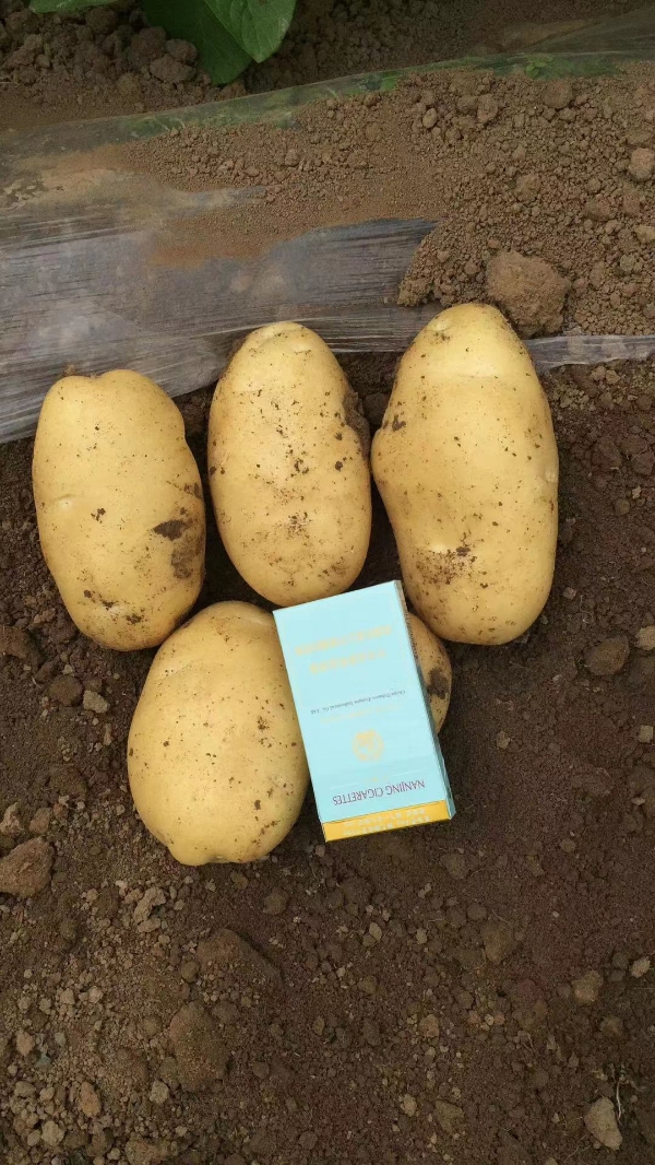 青岛平度新土豆上市，需要的联系