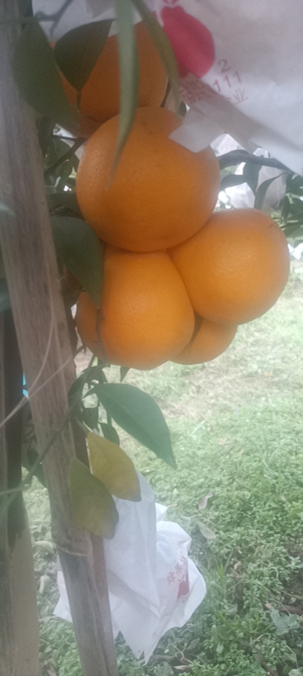 蜜橘等水果，发往全国。