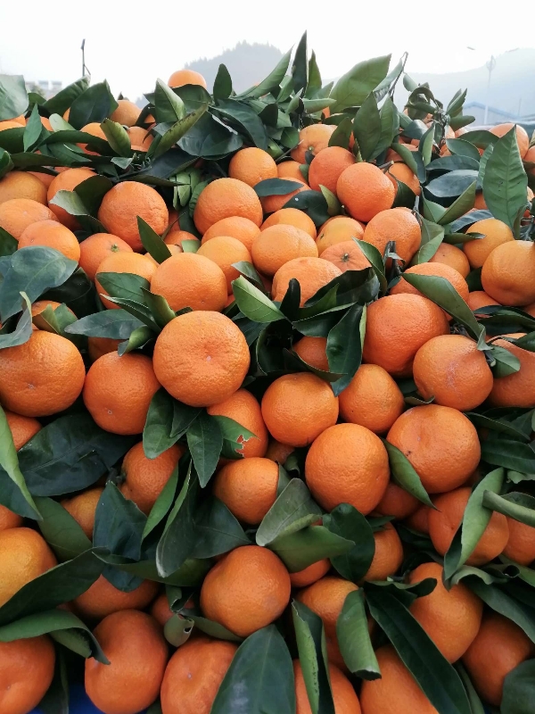 蜜橘脐橙产地