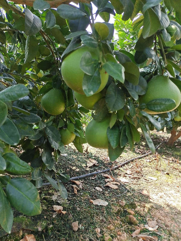 泰国青柚