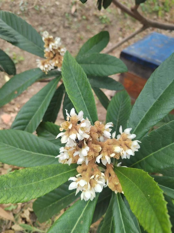 中蜂蜂蜜，一年采一次的野生枇杷蜜，