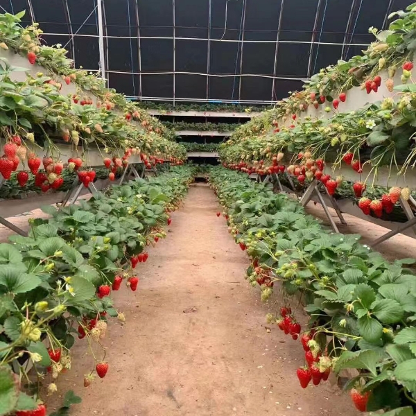 草莓立体种植槽栽培槽