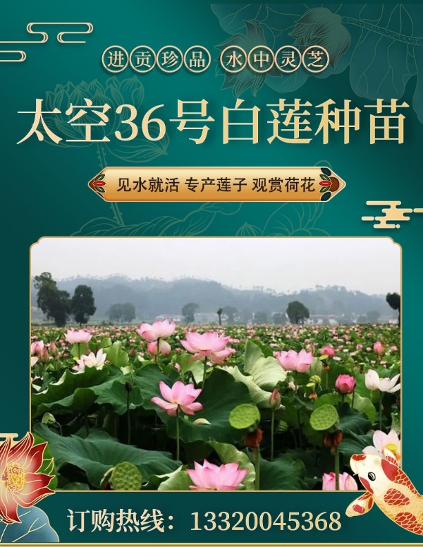 （基地直销）莲藕种江西广昌太空36号白莲莲花莲子种