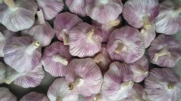 邳州精品紫红皮大蒜，蒜香味浓，口感好