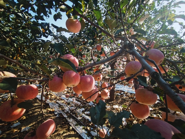 青岛平度市脆甜多汁红富士苹果75以上大量上市