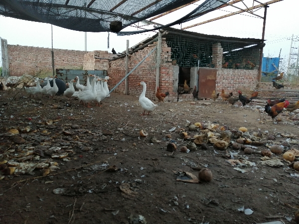 五谷杂粮虫子鸡，纯天然无公害绿色食品