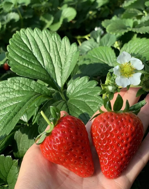 红颜草莓🍓