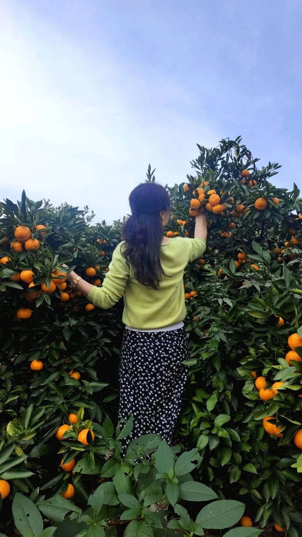 湖南石门柑桔之乡，主产柑桔、橙子，质好价优。