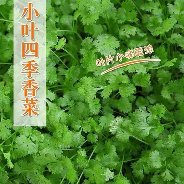 香菜（农业基地种植）绿色农产品