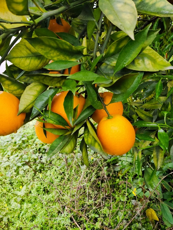 重庆长寿湖夏橙