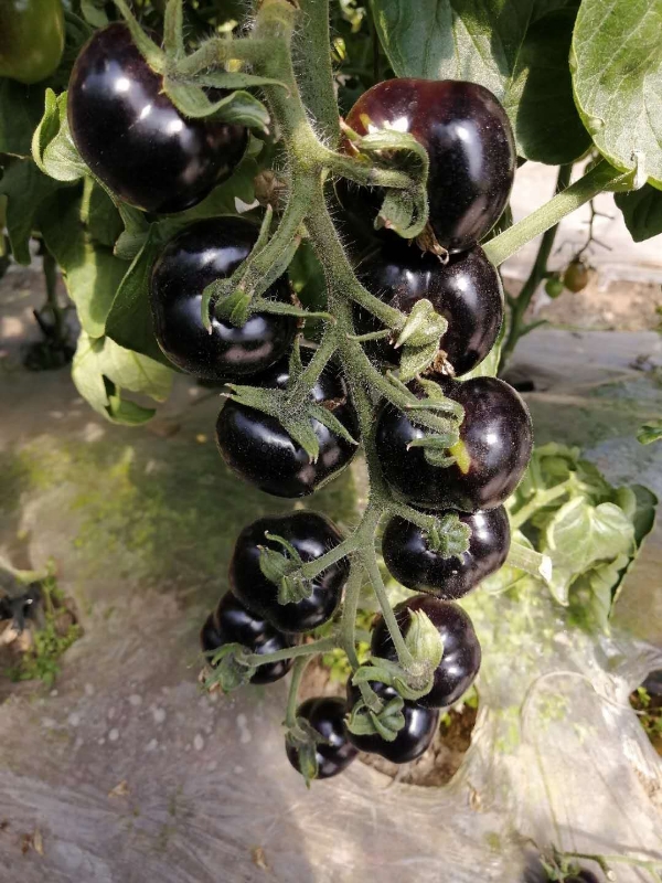 黑番茄种子