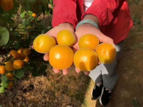 金太阳杏，陕西金太阳杏，金太阳杏价格。