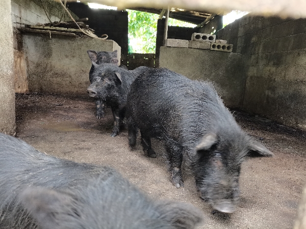 土藏香野猪、黑香猪、巴马香猪猪种、肉猪供应
