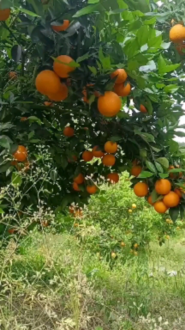 江永瑶山精品夏橙大量上市，农户一手货源，欢迎订购