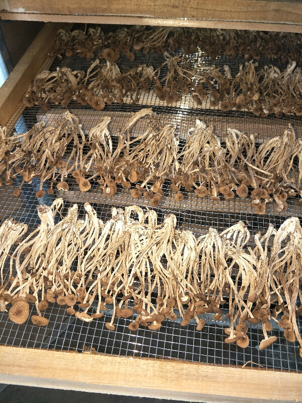 茶树菇干品农家自产