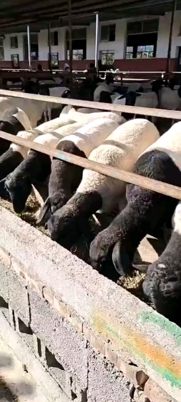 杜泊羊种羊，噢州白种羊，小尾寒羊，包邮到家