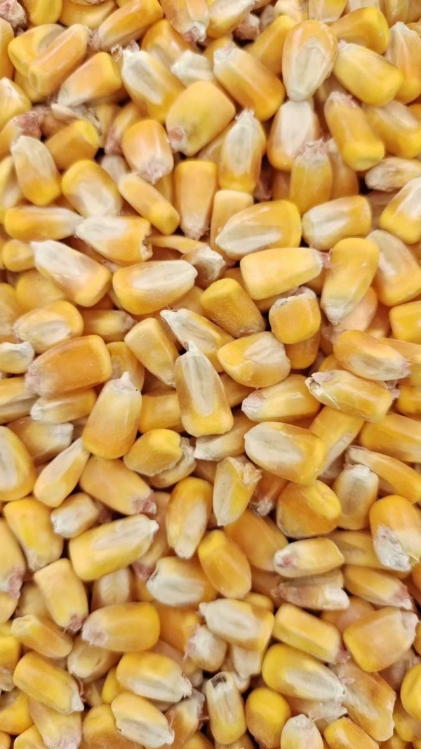黑龙江玉米，玉米漏，水稻