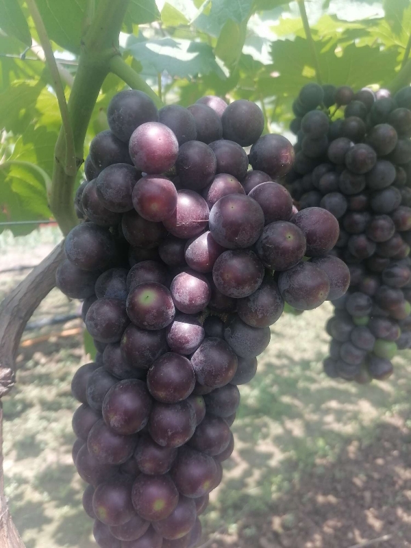 西安市周至猕猴桃李子葡萄大量上市了