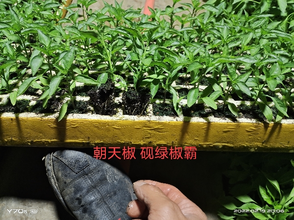 孔莒种植农民专业合作社育苗基地