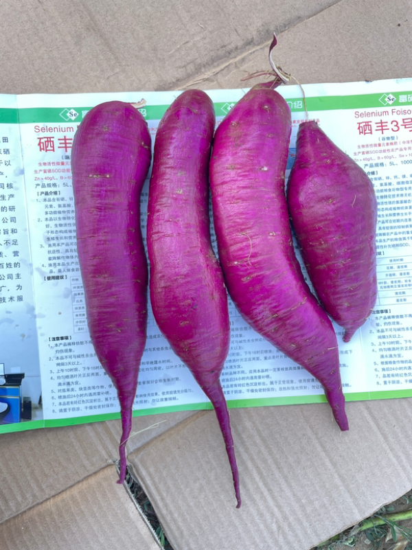 批发紫薯🍠