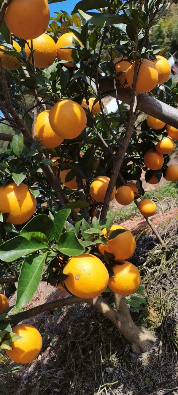 正宗赣南脐橙，农家自种，有2万斤左右，需要联系