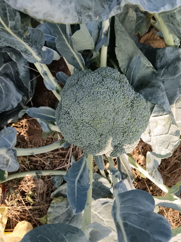 耐热性好西兰花种子花崎