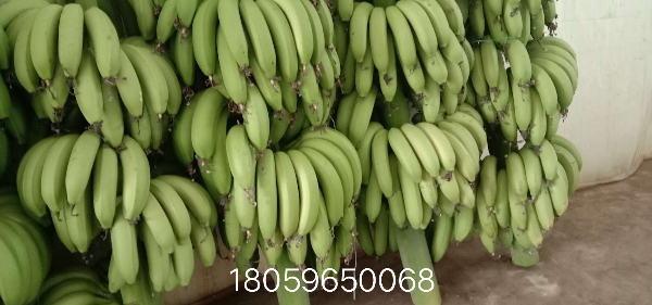 漳州天宝香蕉
