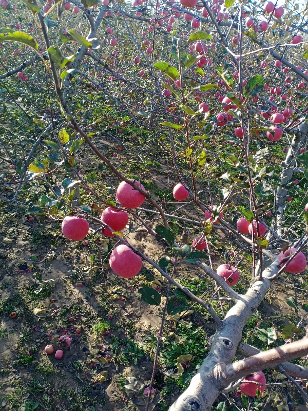 供应苹果,洛川红富土