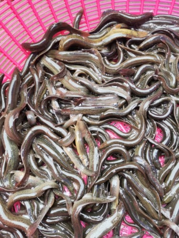 黑龙江省齐齐哈尔，纯泥鳅鱼。