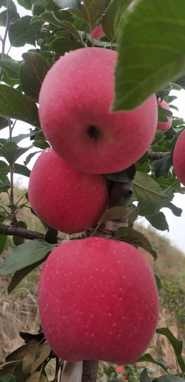 静宁县红富士苹果