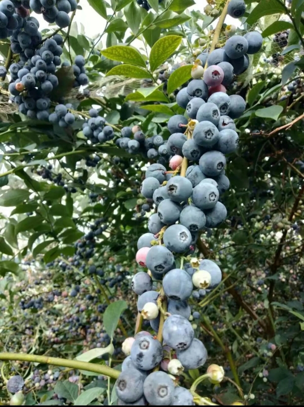 辽宁丹东暖棚蓝莓批量上市中，走货量大而且快