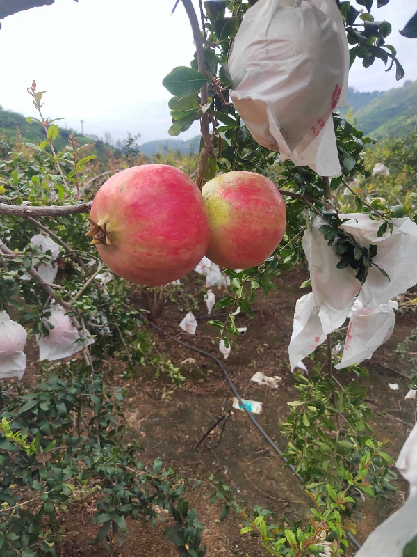 突尼斯软籽石榴