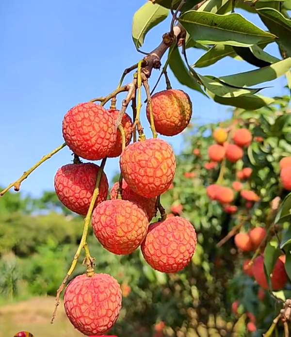 广西优质桂味荔枝。禾荔。情人荔。仙进奉等....