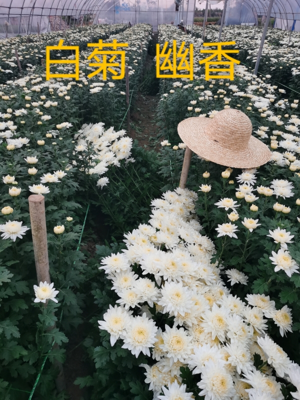 菊花，白菊花，金丝黄菊，白善种植自销直批零