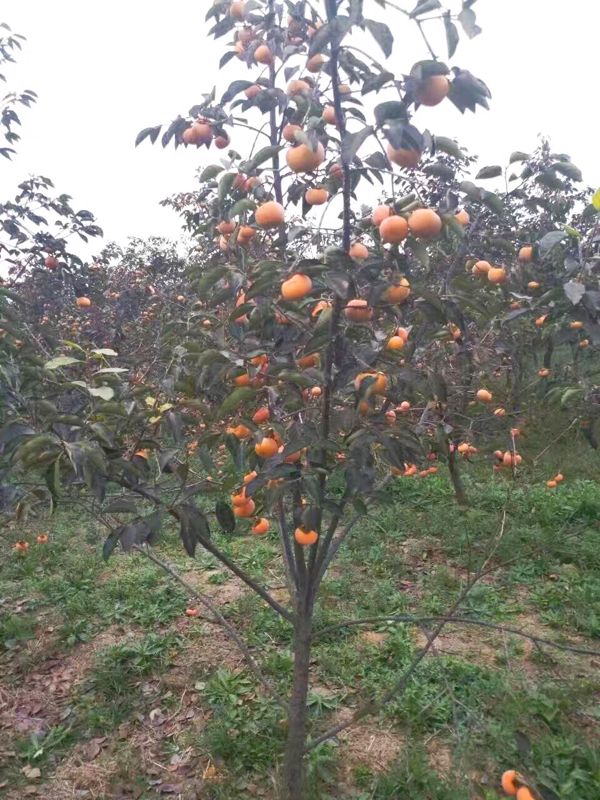 柿子苗基地，山西运城柿子苗，阳丰脆甜柿子苗产地