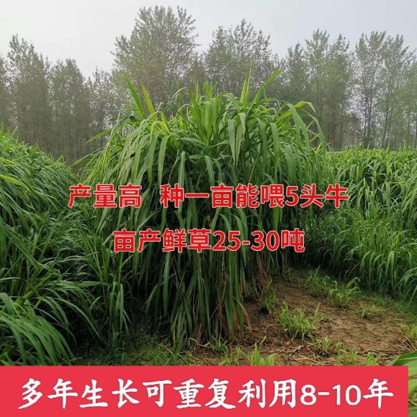 贵州省黔西南新型皇竹草巨菌草种节